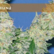 Mota Khan Afghana - ELITE SEEDS | TanieSianie.pl