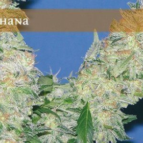Mota Khan Afghana - ELITE SEEDS | TanieSianie.pl