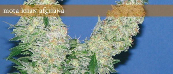 Mota Khan Afghana - ELITE SEEDS | TanieSianie.pl