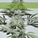 Banana Joint - ELITE SEEDS | TanieSianie.pl