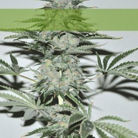 Banana Joint - ELITE SEEDS | TanieSianie.pl