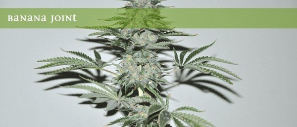 Banana Joint - ELITE SEEDS | TanieSianie.pl
