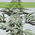 Banana Joint - ELITE SEEDS