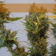 Bestial Skunk - ELITE SEEDS | TanieSianie.pl