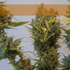 Bestial Skunk - ELITE SEEDS | TanieSianie.pl
