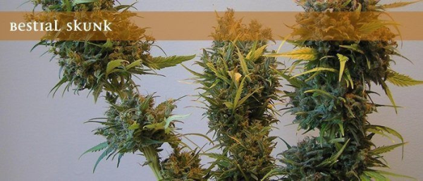 Bestial Skunk - ELITE SEEDS | TanieSianie.pl