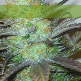 Black Hole - ELITE SEEDS | TanieSianie.pl