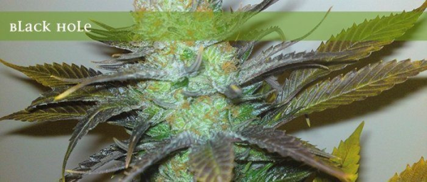 Black Hole - ELITE SEEDS | TanieSianie.pl