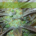 Black Hole - ELITE SEEDS