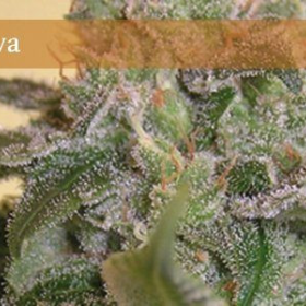 Blue Elite Indica - ELITE SEEDS | TanieSianie.pl