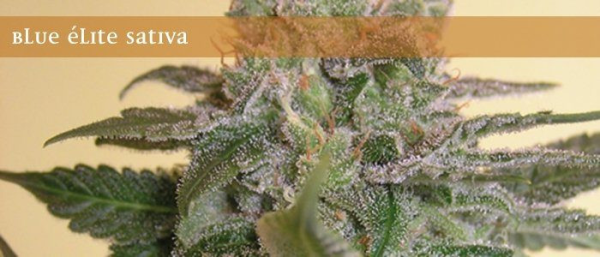 Blue Elite Indica - ELITE SEEDS | TanieSianie.pl
