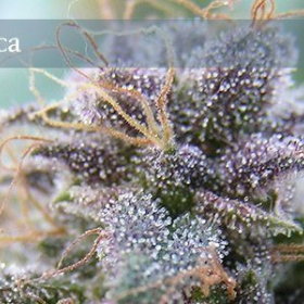 Blue Elite Sativa - ELITE SEEDS | TanieSianie.pl