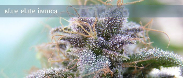 Blue Elite Sativa - ELITE SEEDS | TanieSianie.pl
