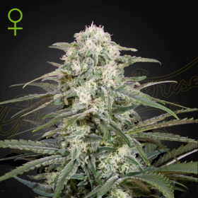 Kalashnikova Automatic - GREEN HOUSE SEEDS | TanieSianie.pl