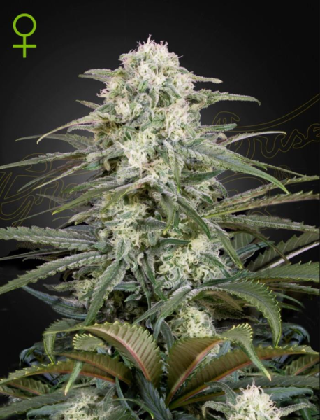 Kalashnikova Automatic - GREEN HOUSE SEEDS | TanieSianie.pl