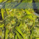 Caprichosa Thai - ELITE SEEDS | TanieSianie.pl