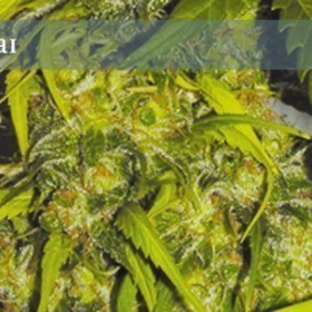 Caprichosa Thai - ELITE SEEDS | TanieSianie.pl