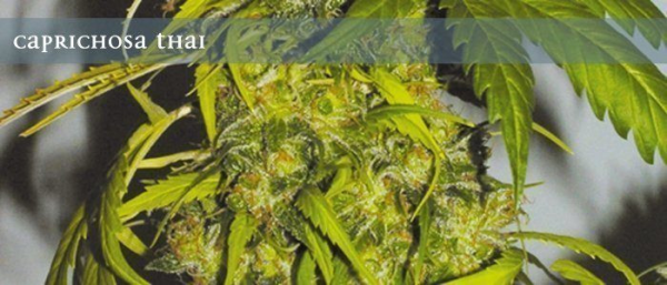 Caprichosa Thai - ELITE SEEDS | TanieSianie.pl
