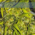 Caprichosa Thai - ELITE SEEDS