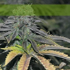 Early Widow - ELITE SEEDS | TanieSianie.pl
