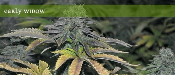 Early Widow - ELITE SEEDS | TanieSianie.pl