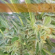 Elite 47 - ELITE SEEDS | TanieSianie.pl
