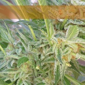 Elite 47 - ELITE SEEDS | TanieSianie.pl