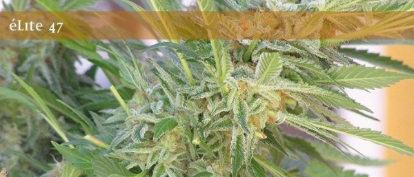 Elite 47 - ELITE SEEDS | TanieSianie.pl