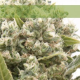 La Katana - ELITE SEEDS | TanieSianie.pl