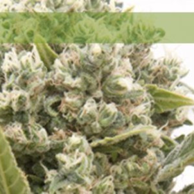 La Katana - ELITE SEEDS | TanieSianie.pl