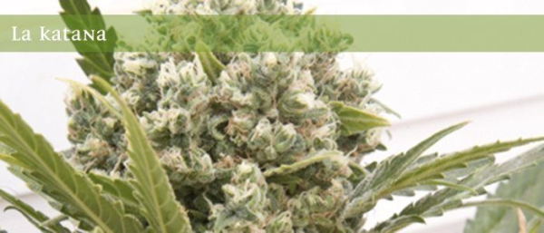 La Katana - ELITE SEEDS | TanieSianie.pl