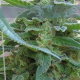 La Rica - ELITE SEEDS | TanieSianie.pl