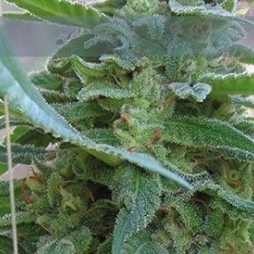 La Rica - ELITE SEEDS | TanieSianie.pl