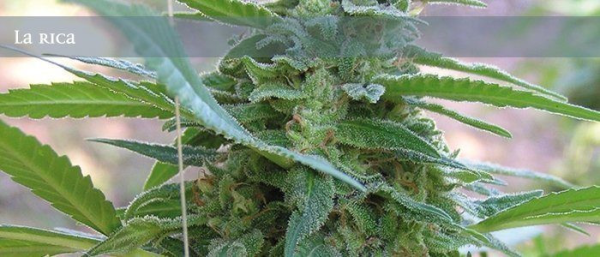 La Rica - ELITE SEEDS | TanieSianie.pl