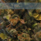 Llimonet Haze - ELITE SEEDS | TanieSianie.pl