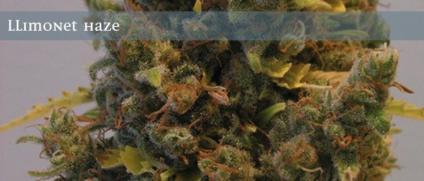 Llimonet Haze - ELITE SEEDS | TanieSianie.pl