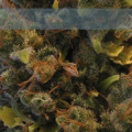 Llimonet Haze - ELITE SEEDS