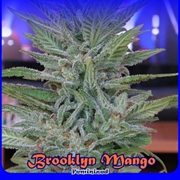 Brooklyn Mango - DR UNDERGROUND