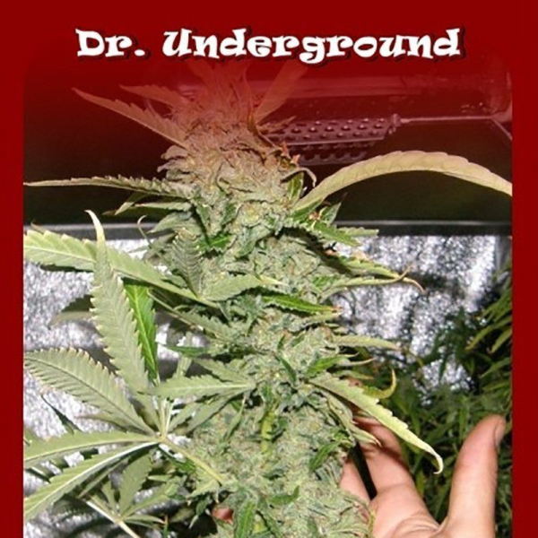 Chrystal METH - DR UNDERGROUND | TanieSianie.pl