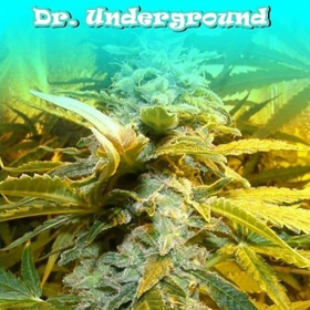 King Kong - DR UNDERGROUND | TanieSianie.pl