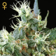 Auto Northern Light - GREEN HOUSE SEEDS | TanieSianie.pl