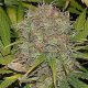 AK 48 - SAGARMATHA | TanieSianie.pl