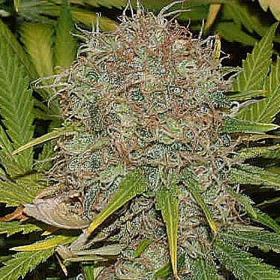 AK 48 - SAGARMATHA | TanieSianie.pl