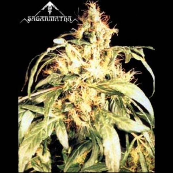 Blueberry Bud - SAGARMATHA | TanieSianie.pl