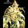 Blueberry Bud - SAGARMATHA