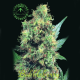 BubbleBerry - SAGARMATHA | TanieSianie.pl