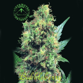 BubbleBerry - SAGARMATHA | TanieSianie.pl
