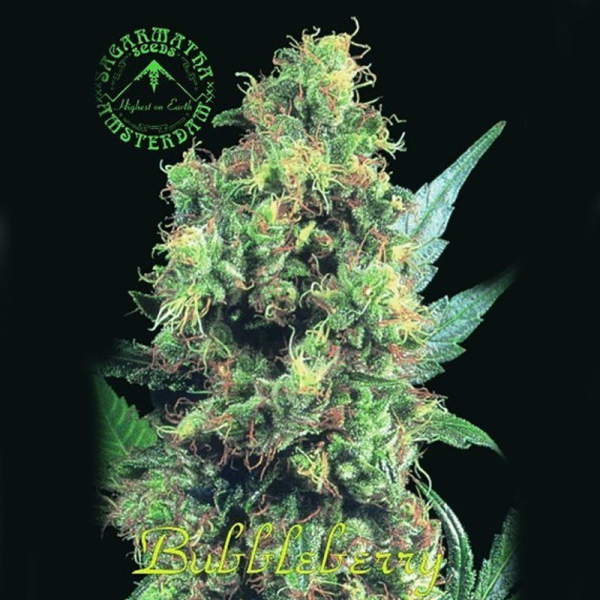 BubbleBerry - SAGARMATHA | TanieSianie.pl