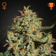Big Bang - GREEN HOUSE SEEDS | TanieSianie.pl