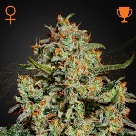 Big Bang - GREEN HOUSE SEEDS | TanieSianie.pl